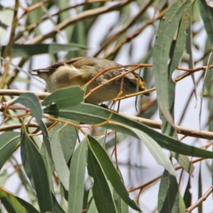 Pardalotus striatus at Fyshwick, ACT - 14 Feb 2020 11:38 AM