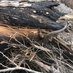 Egernia saxatilis intermedia (Black Rock Skink) at Wonboyn, NSW - 15 Feb 2020 by MickBettanin