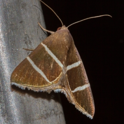 Grammodes justa (Plain Box-Owlet) at Hackett, ACT - 11 Dec 2017 by Thommo17