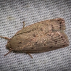 Heliocausta undescribed species (A concealer moth) at Hackett, ACT - 9 Nov 2017 by Thommo17