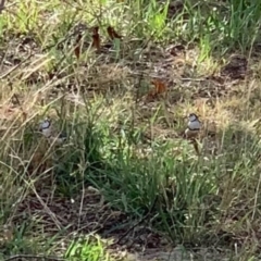 Stizoptera bichenovii (Double-barred Finch) at Murrumbateman, NSW - 11 Feb 2020 by SimoneC