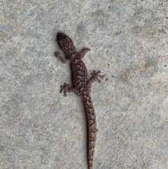 Christinus marmoratus (Southern Marbled Gecko) at Murrumbateman, NSW - 9 Feb 2020 by SimoneC