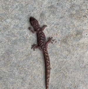 Christinus marmoratus at Murrumbateman, NSW - 9 Feb 2020