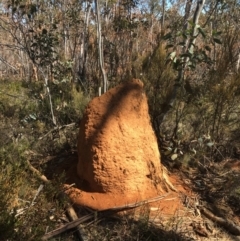 Coptotermes sp. (genus) (Termite) at Mount Clear, ACT - 22 Sep 2019 by alexwatt