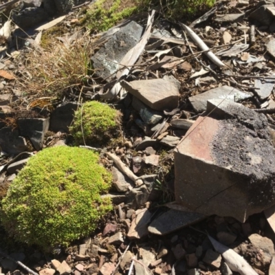 Scleranthus biflorus (Twin-flower Knawel) at Mount Clear, ACT - 22 Sep 2019 by alex_watt