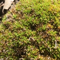 Scleranthus biflorus at Mount Clear, ACT - 22 Sep 2019