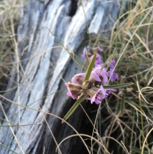 Hovea heterophylla at Mount Clear, ACT - 22 Sep 2019 02:55 PM