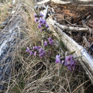 Hovea heterophylla at Mount Clear, ACT - 22 Sep 2019