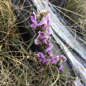 Hovea heterophylla at Mount Clear, ACT - 22 Sep 2019