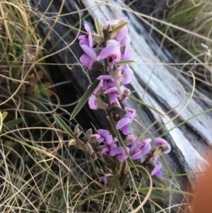 Hovea heterophylla at Mount Clear, ACT - 22 Sep 2019 02:55 PM