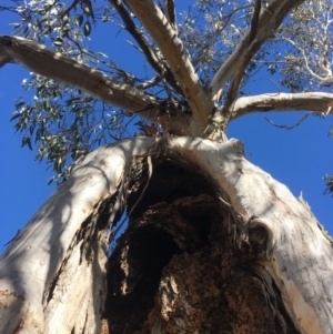 Eucalyptus pauciflora at Namadgi National Park - 22 Sep 2019 02:52 PM