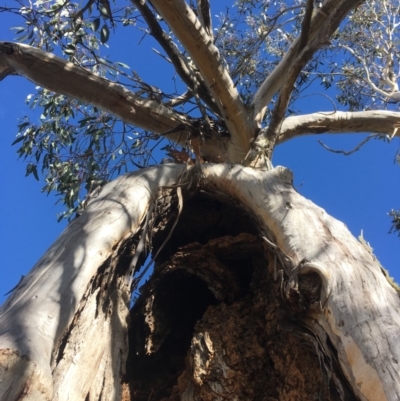 Eucalyptus pauciflora (A Snow Gum) at Mount Clear, ACT - 22 Sep 2019 by alex_watt