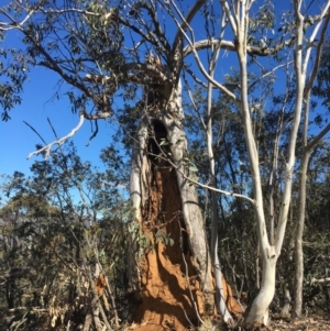 Eucalyptus pauciflora at Namadgi National Park - 22 Sep 2019 02:52 PM