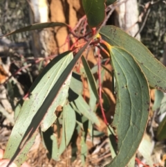 Eucalyptus pauciflora at Namadgi National Park - 22 Sep 2019 02:52 PM