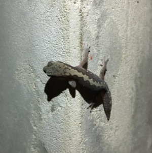 Diplodactylus vittatus at Yass River, NSW - suppressed