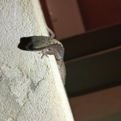 Diplodactylus vittatus at Yass River, NSW - suppressed