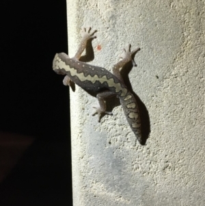 Diplodactylus vittatus at Yass River, NSW - suppressed