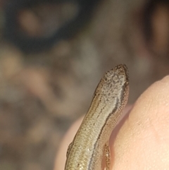 Hemiergis talbingoensis (Eastern Three-toed Earless Skink) at Black Mountain - 14 Feb 2020 by Harrisi