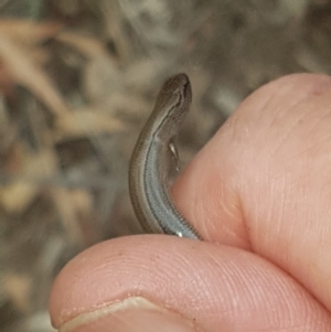 Hemiergis talbingoensis at Acton, ACT - 14 Feb 2020