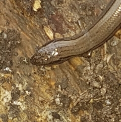 Hemiergis talbingoensis at Acton, ACT - 14 Feb 2020