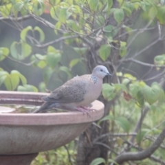 Spilopelia chinensis (Spotted Dove) at Evatt, ACT - 14 Feb 2020 by michaelh