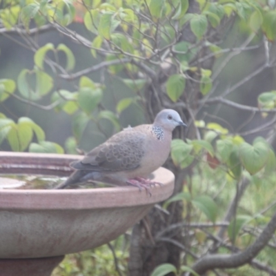 Spilopelia chinensis (Spotted Dove) at Evatt, ACT - 15 Feb 2020 by michaelh