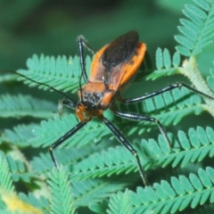 Gminatus australis at Larbert, NSW - 13 Feb 2020