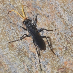 Pompilidae (family) at Acton, ACT - 14 Feb 2020