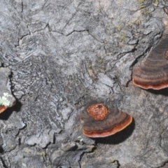 Phaeotrametes decipiens at Acton, ACT - 14 Feb 2020