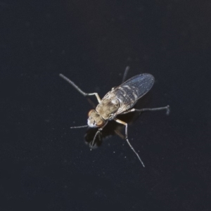 Ephydridae sp. (family) at Googong, NSW - 14 Feb 2020