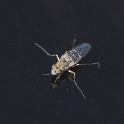 Ephydridae (family) (Shore Flies) at Googong, NSW - 14 Feb 2020 by WHall