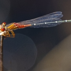 Xanthagrion erythroneurum (Red & Blue Damsel) at Googong, NSW - 14 Feb 2020 by WHall