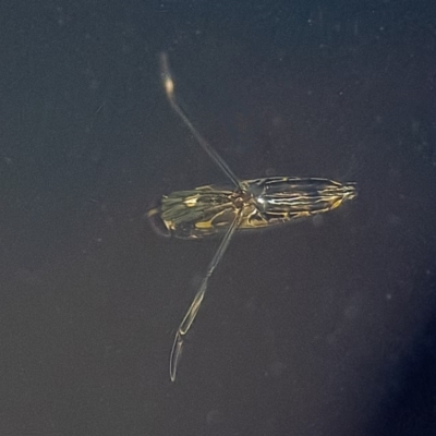 Notonectidae (family) (Backswimmer) at Googong, NSW - 14 Feb 2020 by WHall