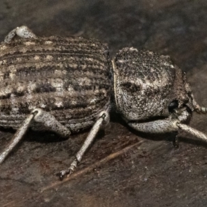 Cubicorhynchus maculatus at Googong, NSW - 15 Feb 2020