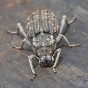 Cubicorhynchus maculatus at Googong, NSW - 15 Feb 2020