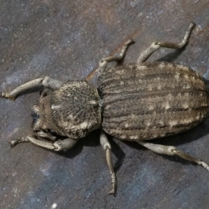 Cubicorhynchus maculatus at Googong, NSW - 15 Feb 2020