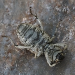 Cubicorhynchus maculatus at Googong, NSW - 15 Feb 2020