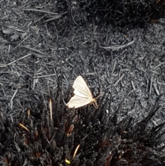 Amelora oritropha (Alpine Striped Cape-moth) at Cotter River, ACT - 14 Feb 2020 by nathkay