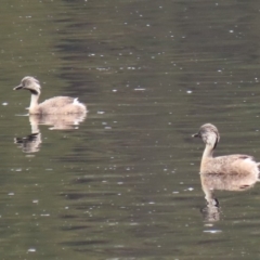 Poliocephalus poliocephalus (Hoary-headed Grebe) at Tuggeranong Creek to Monash Grassland - 29 Jan 2020 by RodDeb