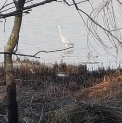 Egretta novaehollandiae (White-faced Heron) at Lake Conjola, NSW - 16 Feb 2020 by JulieL