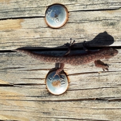 Christinus marmoratus (Southern Marbled Gecko) at Murrumbateman, NSW - 15 Feb 2020 by SallyandPeter