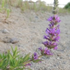 Lythrum salicaria (Purple Loosestrife) at Tharwa, ACT - 19 Dec 2019 by MichaelBedingfield