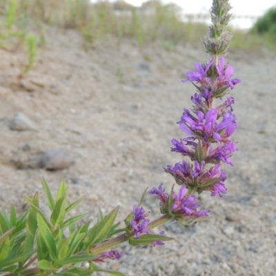 Lythrum salicaria (Purple Loosestrife) at Tharwa, ACT - 19 Dec 2019 by MichaelBedingfield