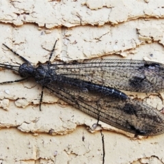 Glenoleon meteoricus (Patch-wing Glenoleon) at Wanniassa, ACT - 16 Feb 2020 by JohnBundock