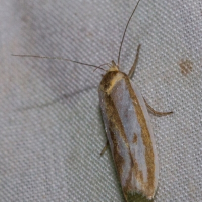 Phytotrypa propriella (A concealer moth) at Hackett, ACT - 9 Nov 2017 by Thommo17