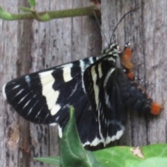 Phalaenoides glycinae at Narrabundah, ACT - 13 Feb 2020