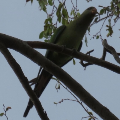 Polytelis swainsonii (Superb Parrot) at Narrabundah, ACT - 12 Feb 2020 by RobParnell