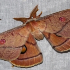 Opodiphthera helena (Helena Gum Moth) at Paddys River, ACT - 11 Nov 2018 by Thommo17