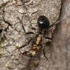 Polyrhachis semiaurata (A golden spiny ant) at Red Hill, ACT - 15 Feb 2020 by rawshorty