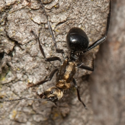Polyrhachis semiaurata (A golden spiny ant) at Red Hill, ACT - 15 Feb 2020 by rawshorty